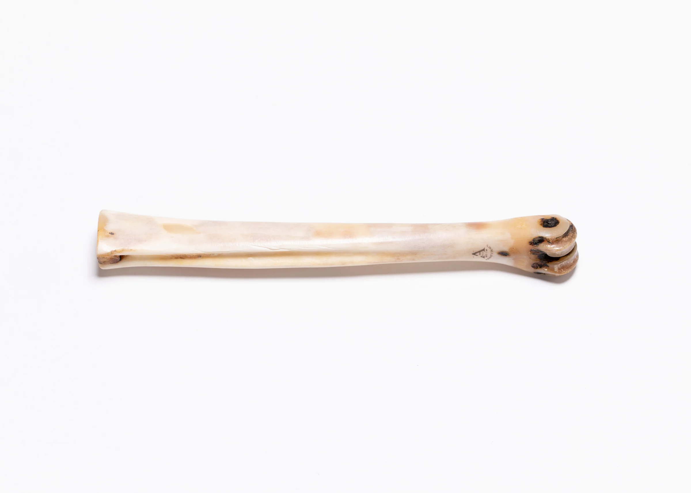 Deer Polishing Bone - Image 3